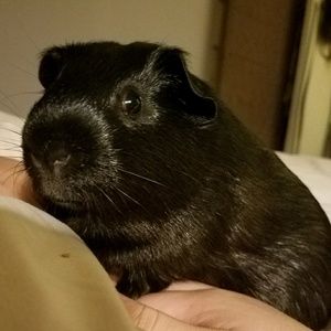 Meet your Posher, Noah